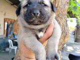 Kangal çoban köpegi yavruları