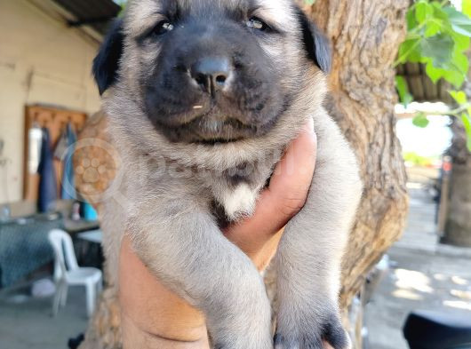 Kangal Çoban Köpegi Yavruları