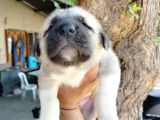Kangal Çoban Köpegi Yavruları