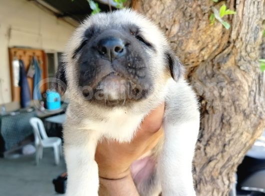 Kangal Çoban Köpegi Yavruları görsel