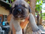 Kangal Çoban Köpegi Yavruları