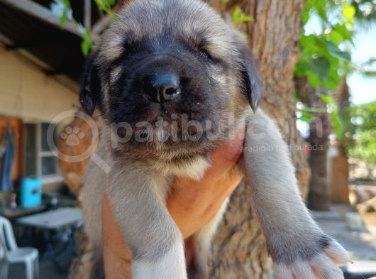Kangal Çoban Köpegi Yavruları görsel