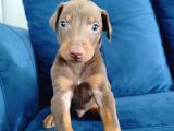 Doberman Yavruları