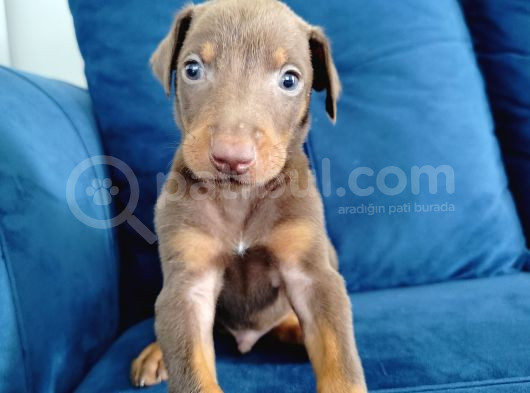 Doberman Yavruları görsel