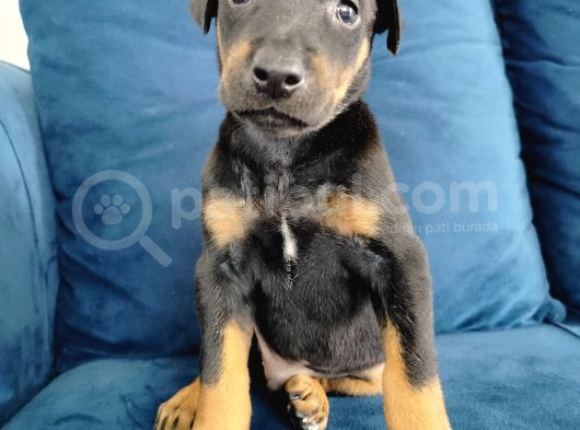 Doberman Yavruları görsel