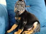 Doberman Yavruları