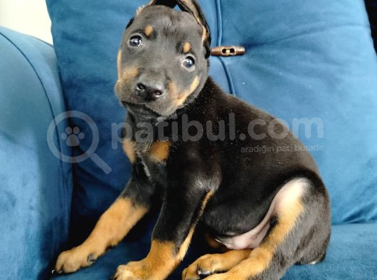 Doberman Yavruları görsel