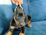 Doberman yavruları
