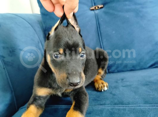 Doberman Yavruları
