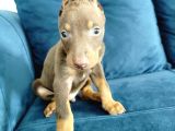 Doberman Yavruları