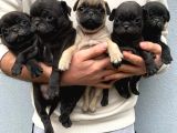 PUG MOPS NİRVANA YAVRULAR
