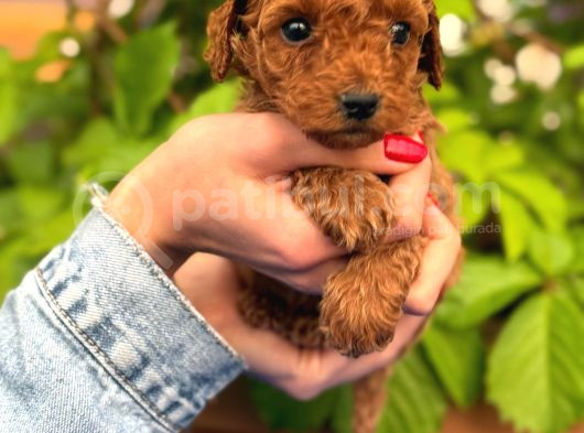 A Kalite Poodle Bebeklerim görsel