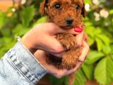 A Kalite Poodle Yavrularım