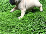 Pug Mops Ni̇rvana Yavrular