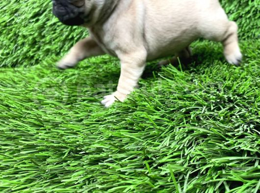 Pug Mops Ni̇rvana Yavrular görsel