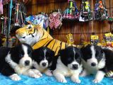Burkem Ailesinden A Kalite Border Collie Bebekşerimiz