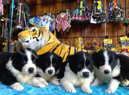 Burkem Ailesinden A Kalite Border Collie Bebekşerimiz görsel