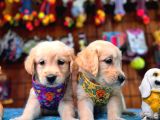 Burkem Ailesinden Hayat Dostunuz Golden Retriever Bebeklerim
