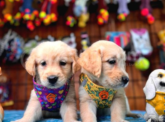 Burkem Ailesinden Hayat Dostunuz Golden Retriever Bebeklerim görsel