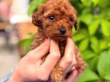 A Kalite Poodle Bebeklerim