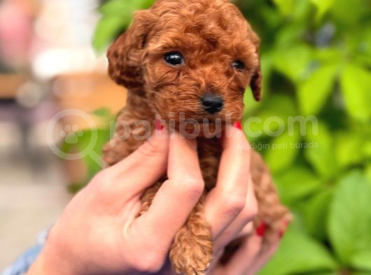 A Kalite Poodle Bebeklerim görsel