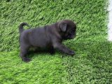 Pug Mops Ni̇rvana Yavrular