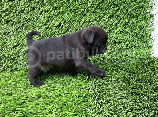 Pug Mops Ni̇rvana Yavrular görsel