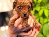 A kalite poodle yavrularım