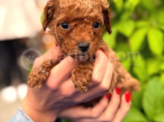 A Kalite Poodle Yavrularım
