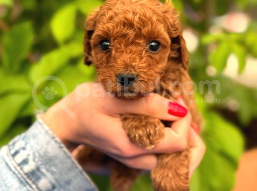 A Kalite Poodle Yavrularım görsel