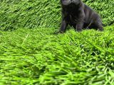 Pug Mops Ni̇rvana Yavrular