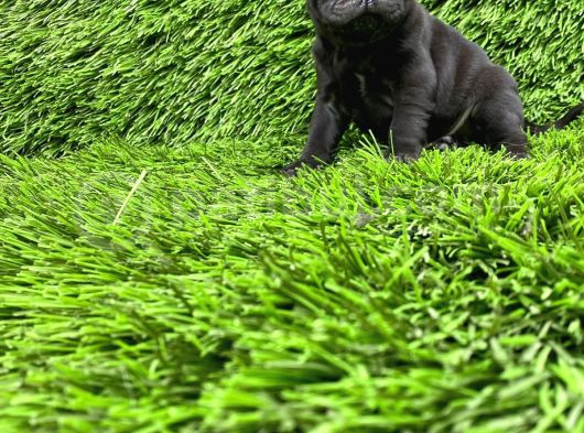Pug Mops Ni̇rvana Yavrular görsel