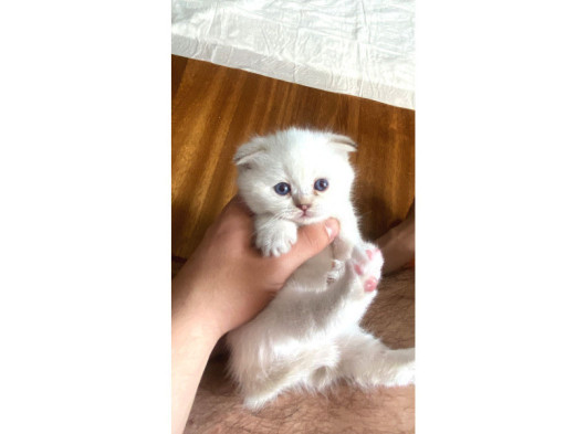 A Kali̇te Bri̇ti̇sh Bluepoi̇nt görsel