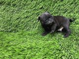Pug Mops Ni̇rvana Yavrular