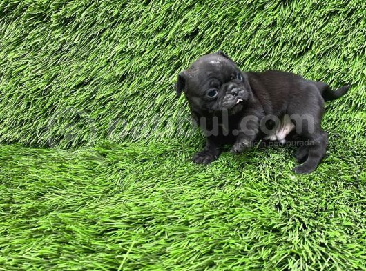 Pug Mops Ni̇rvana Yavrular görsel