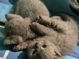 Scottish Fold Ve British Shorthair Dişi Yavru