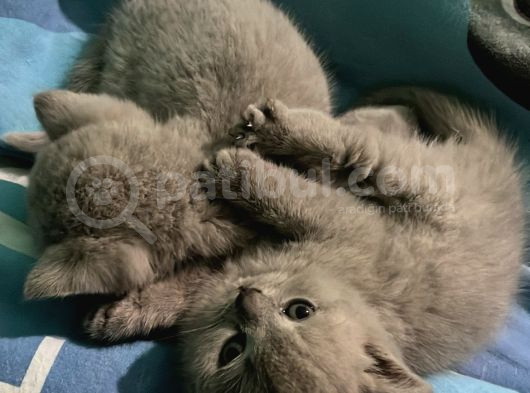 Scottish Fold Ve British Shorthair Dişi Yavru görsel