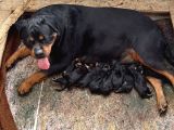 Üst Kalite Rotweiler