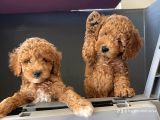 Black-Red-Apricot-Krem Renkli  Poodle Yavrular