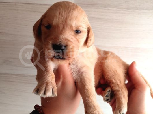 Altın Kalpli Golden Yavrular Yeni Ailelerini Arıyor