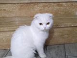 Safkan Cins Kedi Sevimli Pati Oscarı Sahiplendiriyoruz