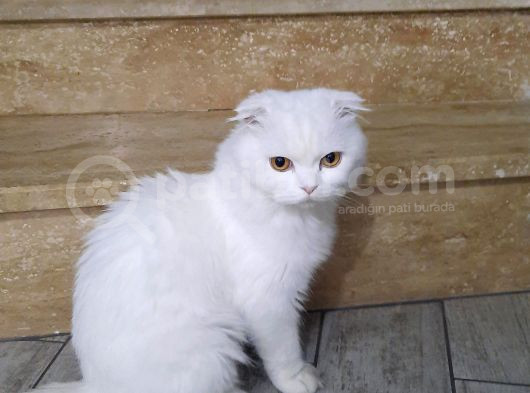 Safkan Cins Kedi Sevimli Pati Oscarı Sahiplendiriyoruz görsel