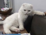 Safkan cins kedi Sevimli Pati Oscarı Sahiplendiriyoruz