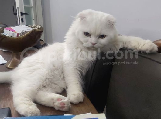 Safkan Cins Kedi Sevimli Pati Oscarı Sahiplendiriyoruz