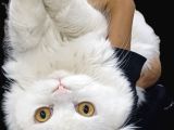 Safkan Cins Kedi Sevimli Pati Oscarı Sahiplendiriyoruz