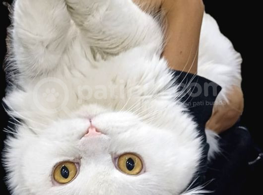 Safkan Cins Kedi Sevimli Pati Oscarı Sahiplendiriyoruz görsel