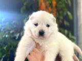 Mükemmel Kalitede Samoyed Bebekler Için Acele Edin