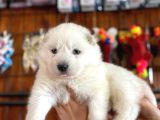 Mükemmel Kalitede Samoyed Bebekler Için Acele Edin