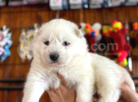 Mükemmel Kalitede Samoyed Bebekler Için Acele Edin görsel