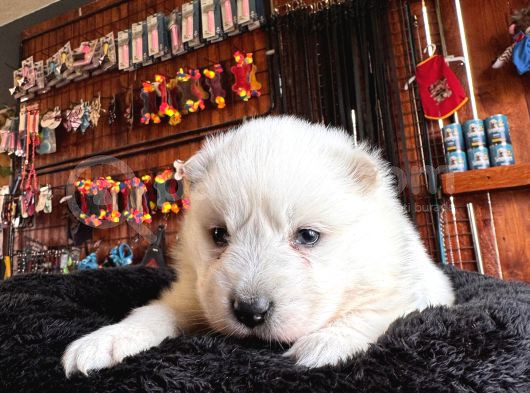 Mükemmel Kalitede Samoyed Bebekler Için Acele Edin görsel